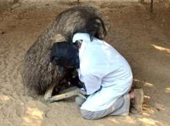behavior. This study will facilitate for further processing of emu semen. REFERENCES 1. Dhanushia, P.