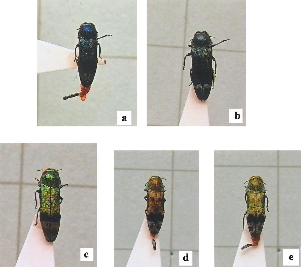 Notes on Buprestid Beetles from Thailand, Part 8 229 Fig. 1. Habitsu of Coraebina spp. a, Coraebina azureus sp. nov.
