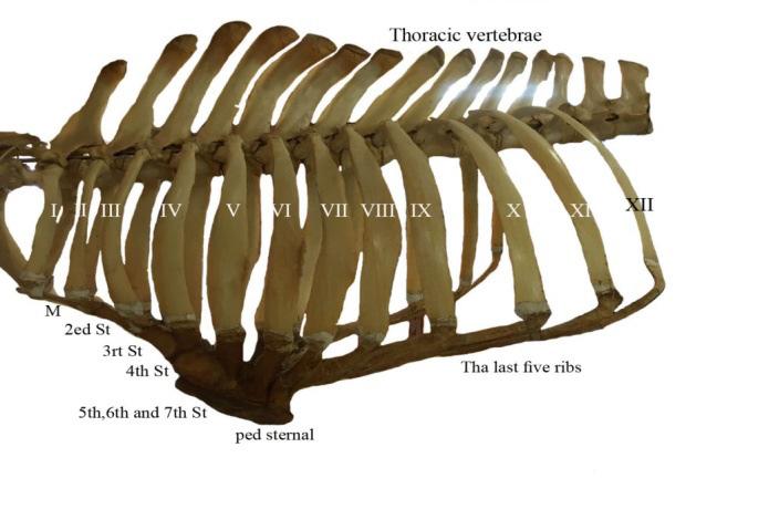 Fig 1: The photograph shows the parts thorax of the camel; sternum bone, thoracic vertebrae and ribs (I-XIII) Manubrium (M), 2nd, 3rd, 4 th,5 th, 6ixth and 7 th sternebrae with pad sternal Fig 2: The