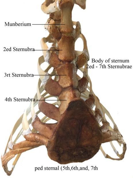 sternum with its parts; Manubrium, 2nd, 3rd, 4 th, 5 th, 6ixth, 7 th sternebrae sternal and xiphoid process The xiphoid process is the last part of the sternum (Fig. 3).
