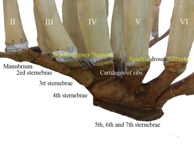 Fig 4: The photograph shows lateral surface of the sternum camel through its parts; Manubrium, 2nd, 3rd, 4 th, 5 th, 6ixth and 7 th sternebrae with pad sternal as well as synchondroses sternales and