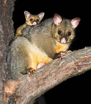 Possums Playing A Brushtail possum was spotted on the edge of the remnant bushland at Lake Claremont on a dark winter s night last June.