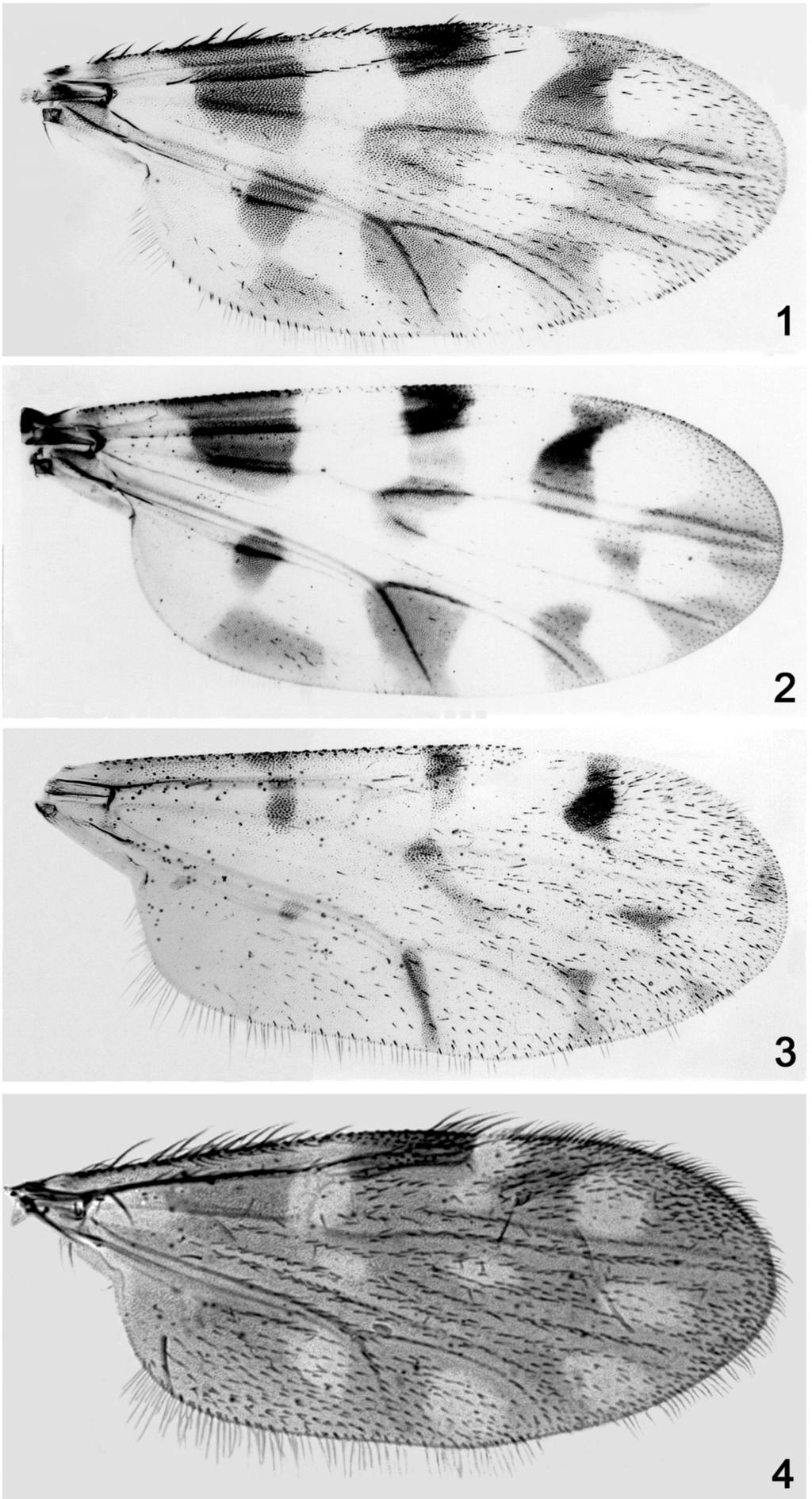 Acta Entomologica Musei Nationalis Pragae, 55(2), 2015 813 Figs 1 4. Female wings. 1 Culicoides fortinensis sp. nov.