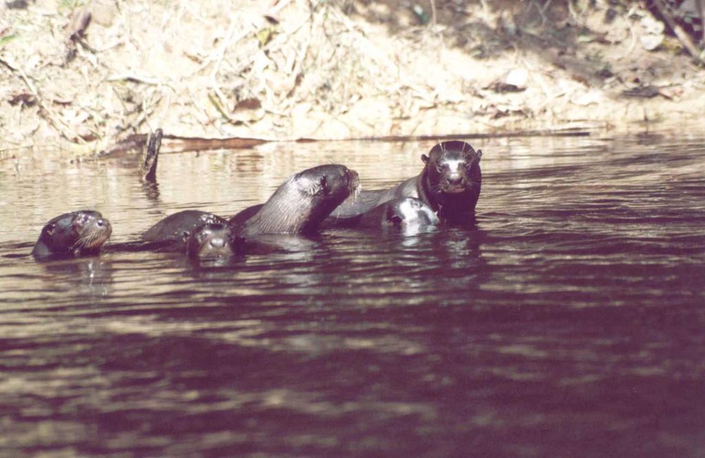 Visual contacts of giant otter groups (Fig.