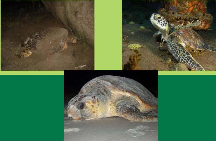 2010/13) Statia s role in sea turtle conservation Goal: to promote the long term survival
