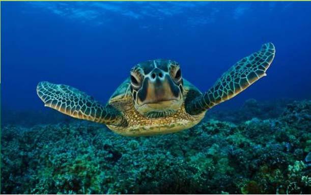 Sightings Collaboration with the local dive shops to provide data of all sighted sea turtles