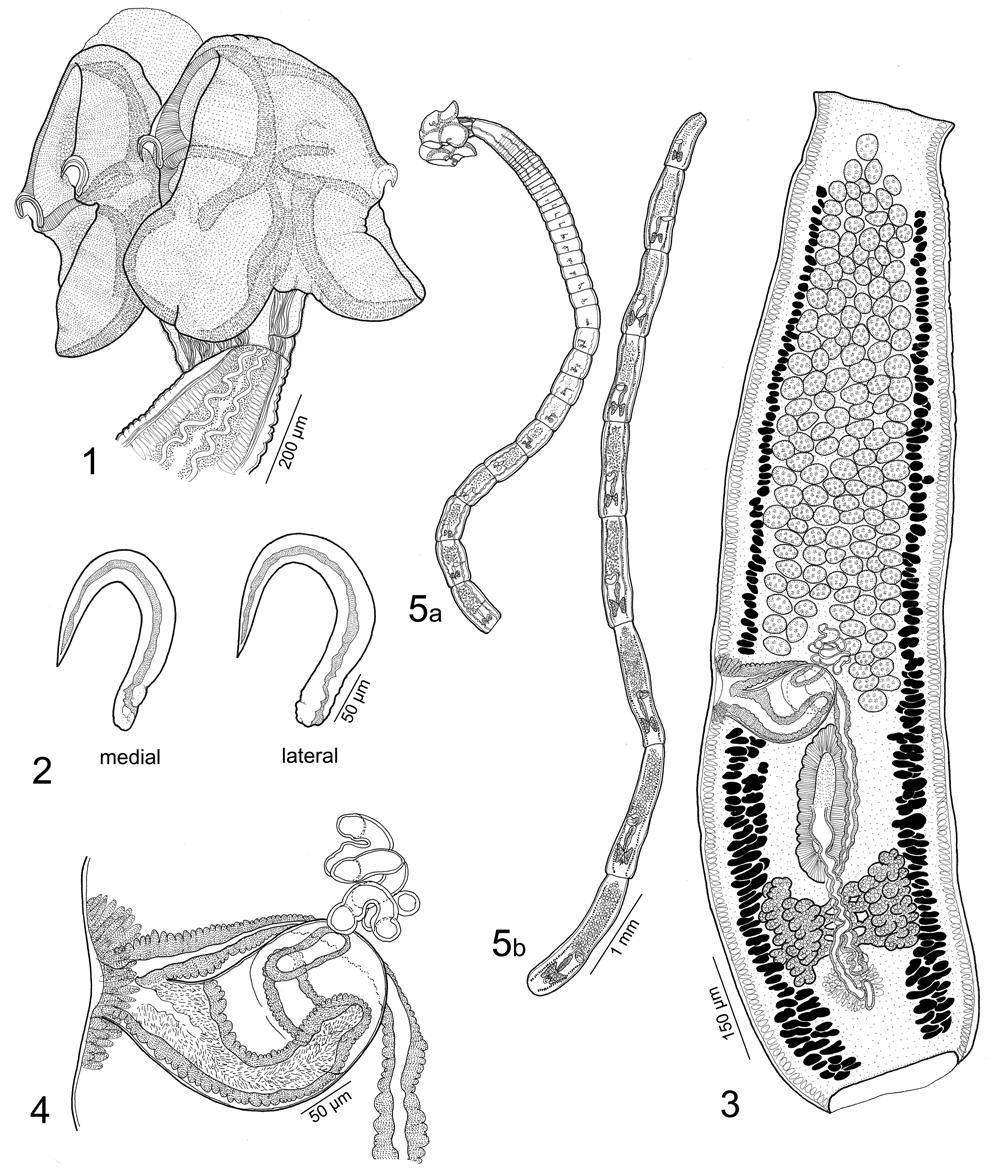 Desjardins, Caira: Three new species of Spiniloculus Figs. 1 5. Line drawings of Spiniloculus mavensis (BMNH No. 2011.1.4.1 3). Fig. 1. Scolex. Fig. 2. Hooks. Fig. 3. Terminal proglottid. Fig. 4.
