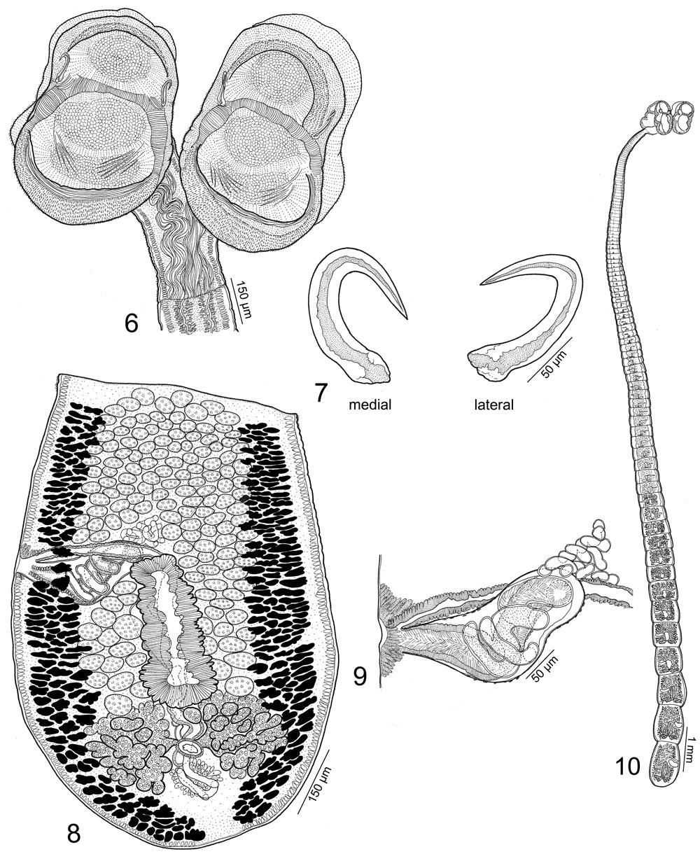 Desjardins, Caira: Three new species of Spiniloculus Figs. 6 10. Line drawings of Spiniloculus calhouni sp. n. Fig. 6. Scolex (MZUM[P] No. 2010.46(H)). Fig. 7.