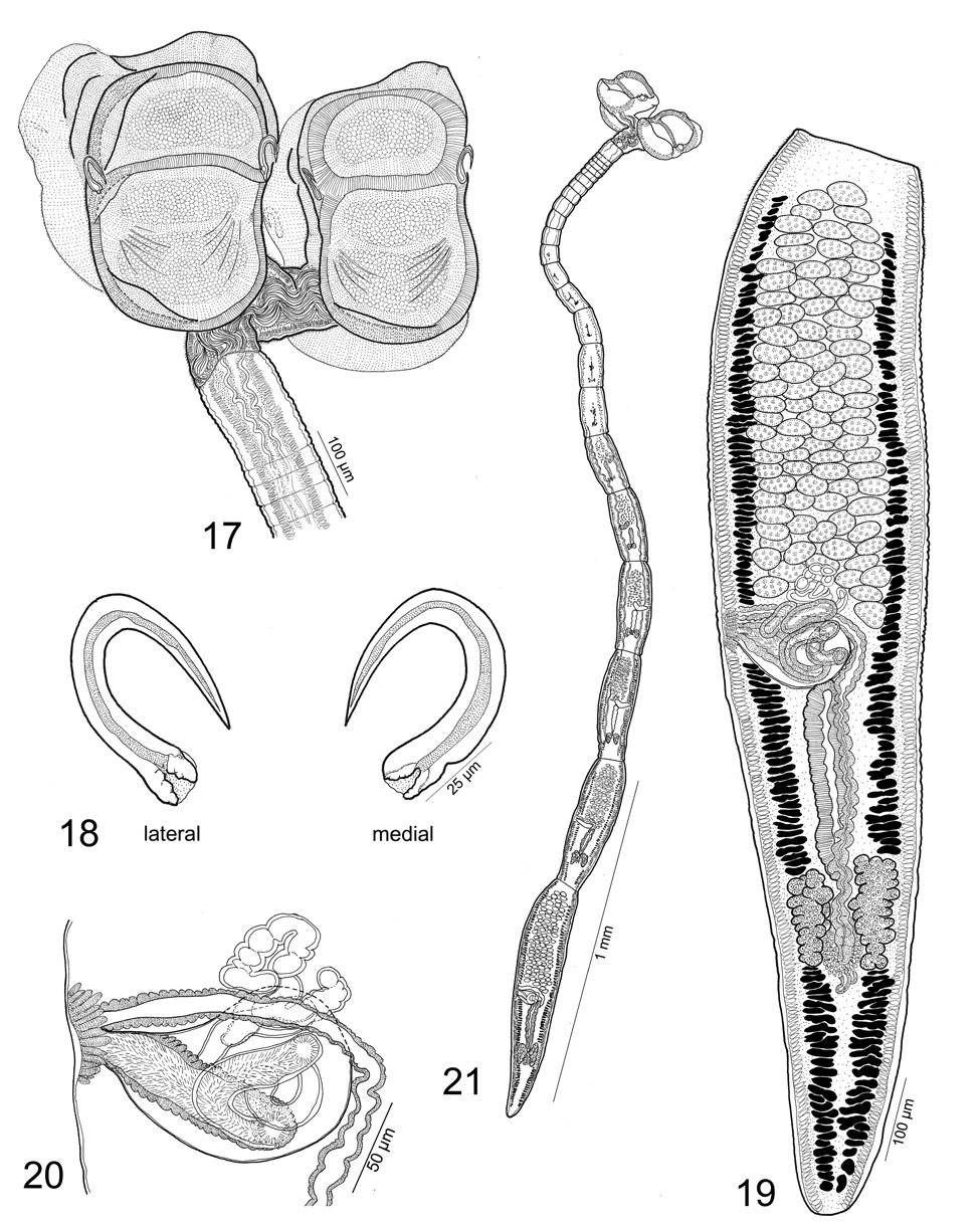 Desjardins, Caira: Three new species of Spiniloculus Figs. 17 21. Line drawings of Spiniloculus fylerae sp. n. Fig. 17. Scolex (MZUM[P] No. 2010.47(H)). Fig. 18.