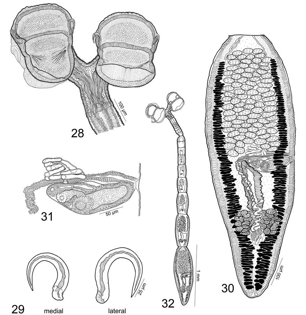 Desjardins, Caira: Three new species of Spiniloculus Figs. 28 32. Line drawings of Spiniloculus paigeae sp. n. Fig. 28. Scolex (USNPC No. 104129). Fig. 29. Hooks (MZUM[P] No. 2010.41(H)). Fig. 30.