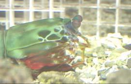 scyllarussnail shot Odontodactylus scyllarus (Peacock mantis shrimp) uses its