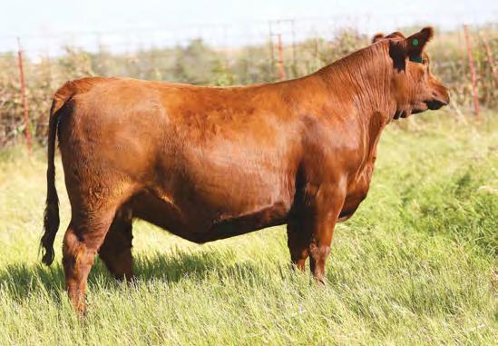 04 47% 18% 10% 12% 16% 7% 89% 36% 95% 15% 66% 36% 96% 1% 30% 79% This little lady is a granddaughter of Brown JYJ Redemption, one of the most-used AI bulls in the Red Angus breed.