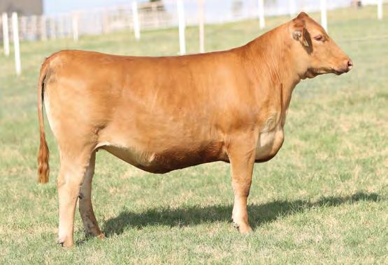 31 29-0.15 0.07 3% 22% 42% 33% 25% 21% 72% 16% 63% 81% 3% 20% 99% 9% 84% 99% How s this for outcross genetics. With her pedigree just think of all the breeding options that she offers.