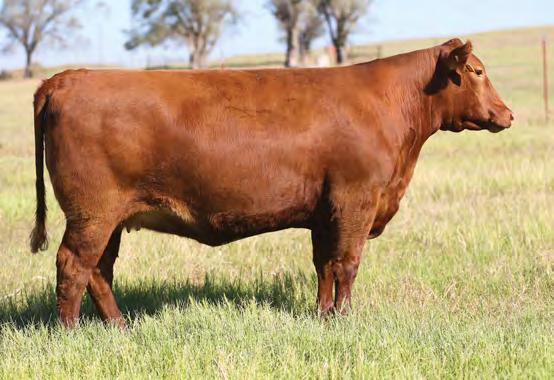 03 3% 62% 21% 8% 47% 48% 81% 76% 83% 39% 1% 65% 15% 8% 2% 60% Here comes a tremendous heifer that is loaded with high $Profit genetics.