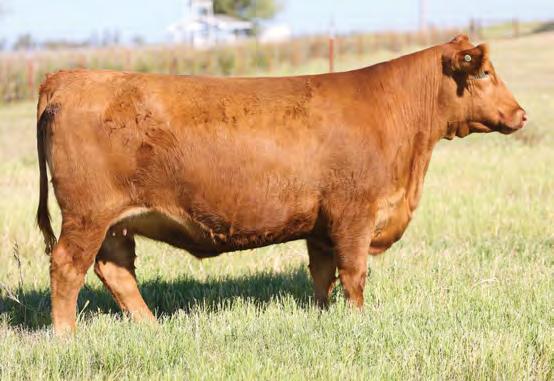 76 0.14 17-0.11 0.03 67% 7% 7% 19% 16% 14% 55% 48% 18% 41% 90% 2% 76% 49% 75% 63% Take this exceptional Independence daughter home and let her raise your next herd bull.