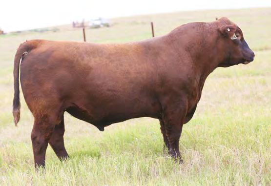 03 4% 12% 25% 18% 46% 45% 40% 46% 17% 48% 11% 6% 9% 50% 3% 66% What a way to start off our inaugural fall sale. This bull is a stud. He is one of the best phenotype bulls that we have seen in a while.