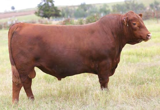 04 69% 19% 40% 28% 11% 5% 71% 29% 29% 60% 82% 8% 96% 3% 46% 87% This bull is a direct son of our legendary Patricia Rose cow.
