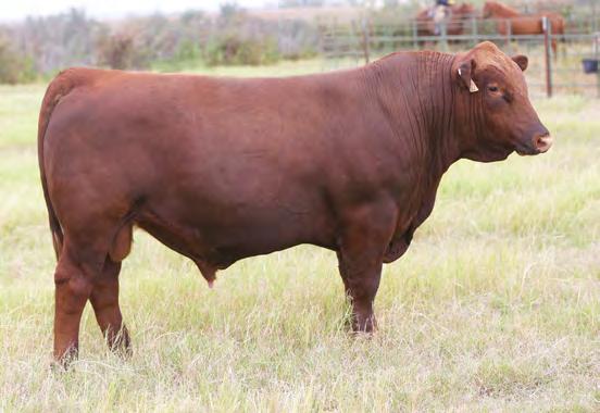 Keep his $9,522 daughters and grid his steers with his top 26% ST, 12% MB, 3% CW and 28% REA as well as top 8% GridMaster Index.