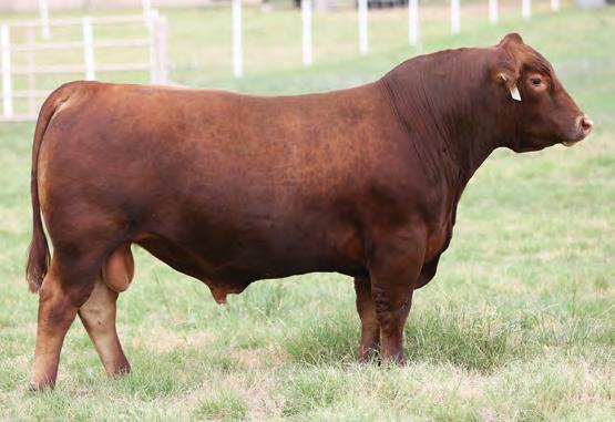 Do you want a full ET sib to four other bulls in the sale so you can build an entire cow herd? Here he is!