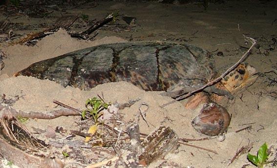 FINAL PROJECT REPORT 2004 HAWKSBILL TURTLE (Eretmochelys imbricata) RESEARCH AND POPULATION RECOVERY AT CHIRIQUÍ BEACH AND ESCUDO DE VERAGUAS ISLAND, Ñö Kribo region, Ngöbe-Buglé Comarca, AND