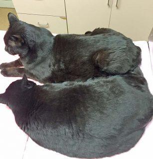 The same cat as above right, six months after changing to a diet with higher phenylalanine and tyrosine content.
