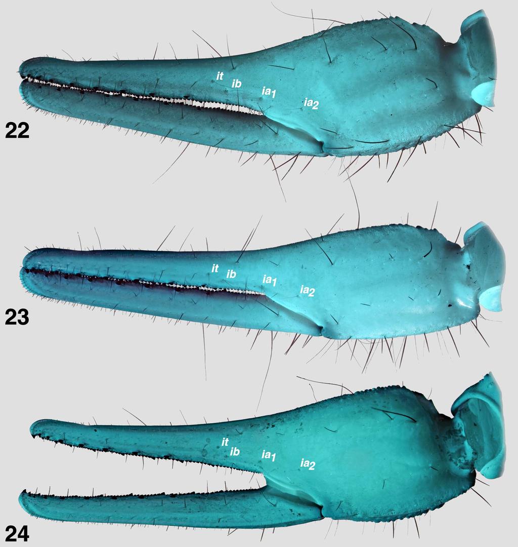 14 Euscorpius 2011, No. 112 Figures 22 24: Comparisons of Hadrurus obscurus and H. spadix, chelal internal trichobothria, showing two accessory trichobothria. 22. H. obscurus, male (pale phenotype, chela length = 17.