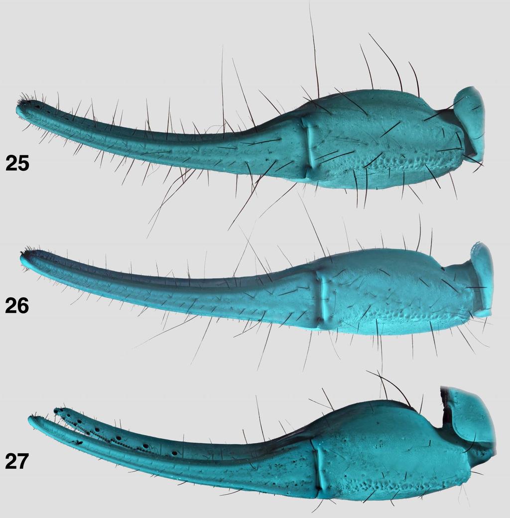 Soleglad, Fet & Lowe: Hadrurus spadix Subgroup 15 Figures 25 27: Comparisons of Hadrurus obscurus and H. spadix, chelal ventral trichobothria (counts [xx] indicated below). 25. H. obscurus, male (pale phenotype, chela length = 17.