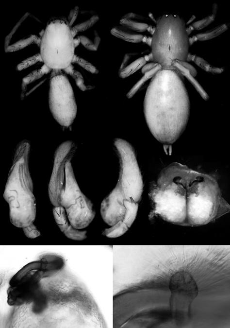 Dankittipakul and Singtripop Three New Clubiona Species from Thailand 647 tegulum (reaching the palpal patella but only the palpal tibia in the latter species), the membranous apical conductor (Fig.