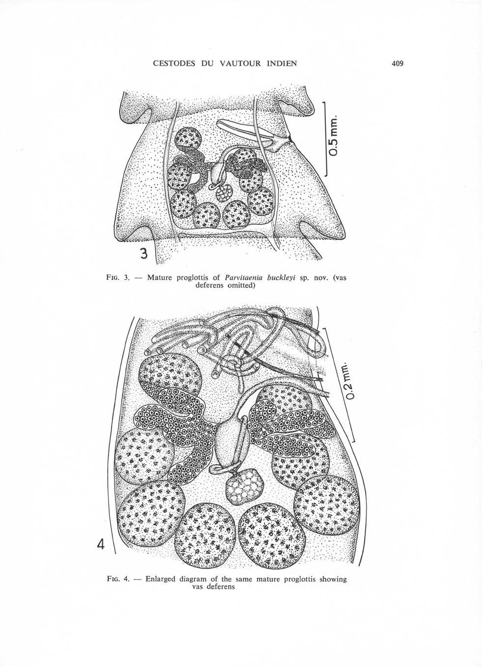 CESTODES DU VAUTOUR INDIEN Fig. 3. Mature proglottis of Parvitaenia buckleyi sp. nov.