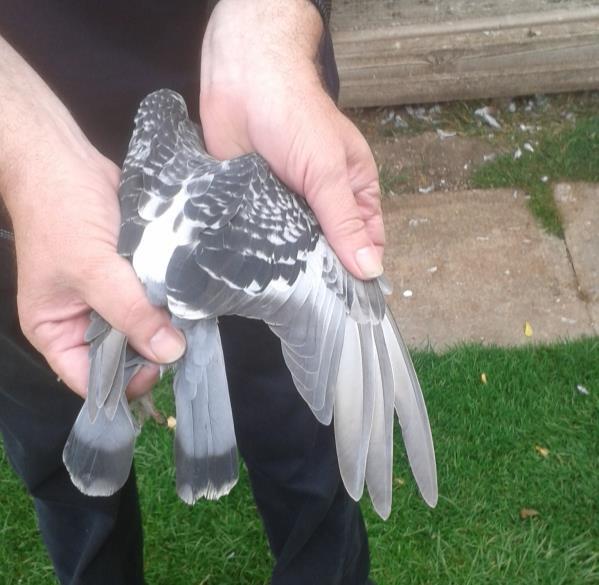 This is what Steve had to tell me about their trailblazing young bird: Provisional 1st sect, 9th open young birds is a dark chequer hen, bred from two birds from George Appleton of Denton, Lancs.