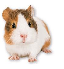 Which animal is right for you? Rodents are amongst the best-loved pets.