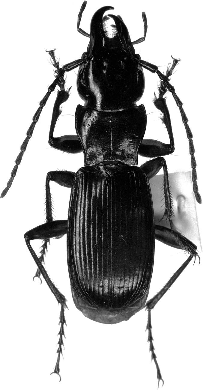 120 Fig. 1. Pterostichus gujoensis TODA, sp. nov., from Sakamoto-tôge,.
