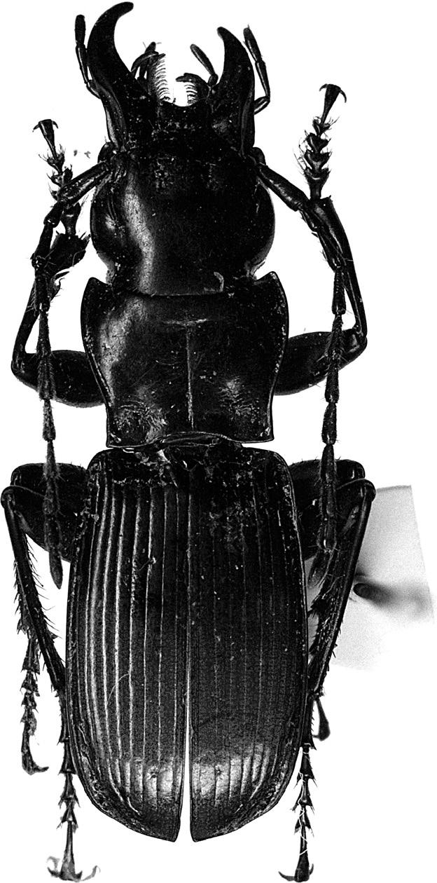 122 apical part, and 3) aedeagal ventral side with a rather large ridge at about middle. Pterostichus shikatai TODA, sp. nov. [Japanese name: Shirahone-ôzu-naga-gomimushi] (Figs. 8 14) Diagnosis.