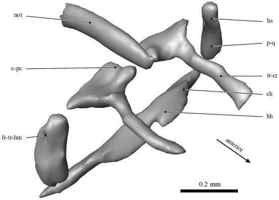 CHONDROCRANIUM IN A. CF. TRIRADIATUS 333 Fig. 1. 3D reconstruction of chondrocranium of Ancistrus cf. triradiatus (5.2 mm SL). Oblique dorsal view.