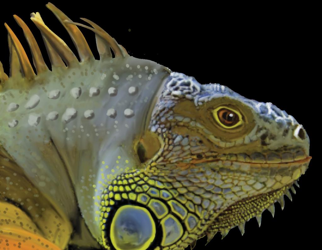 When you see an iguana, ask: What kind do I see?
