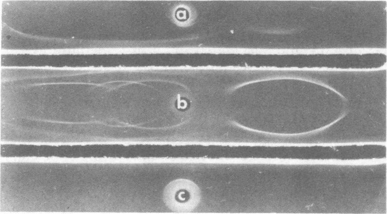The presence of antigen C in BASA was inferred from formation of a precipitate in immunoelectrophoresis in a position corresponding to that of antigen C in 45/20 sonic extract (Fig. 5).