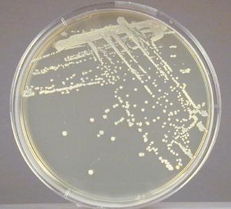 Stapylococcus epidermidis