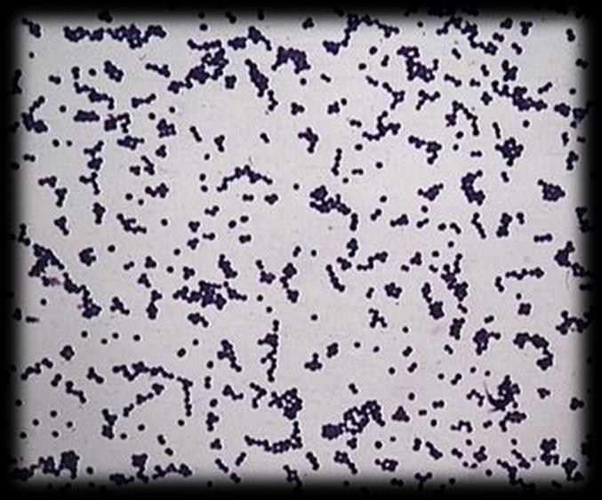 Staphylococcus One of the most common of all infections