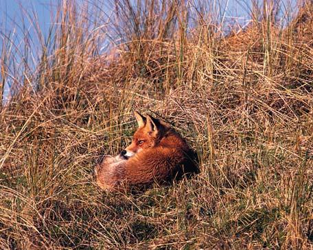 Monitoring activities The most frequent mammal predator is the red fox Nest localisation and description Habitat and predator monitoring A standard habitat and predator monitoring has been carried