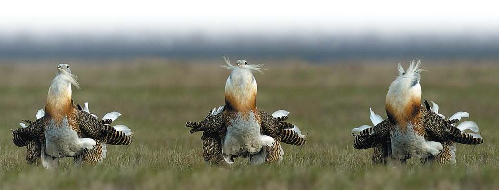 The Great Bustard (Otis tarda) Clutches of two eggs are most common Newly hatched chick Young bustard The Great Bustard is the heaviest flying bird species in Europe, the weight of old cocks can