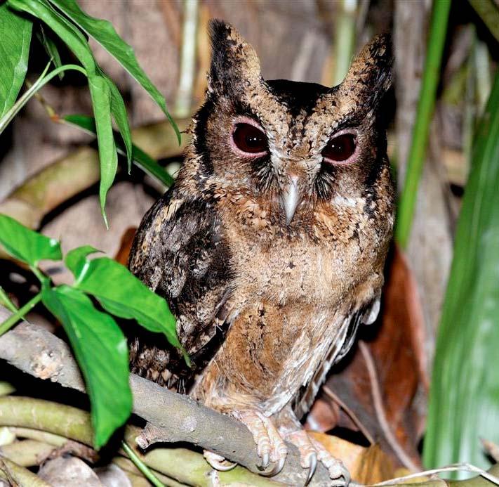 Lok et al.: The Biology of the Sunda Scops-Owl in Singapore Fig. 1. Otus lempiji cnephaeus adult in the Central Catchment Nature Reserve. (Photograph by: Johnny Wee).