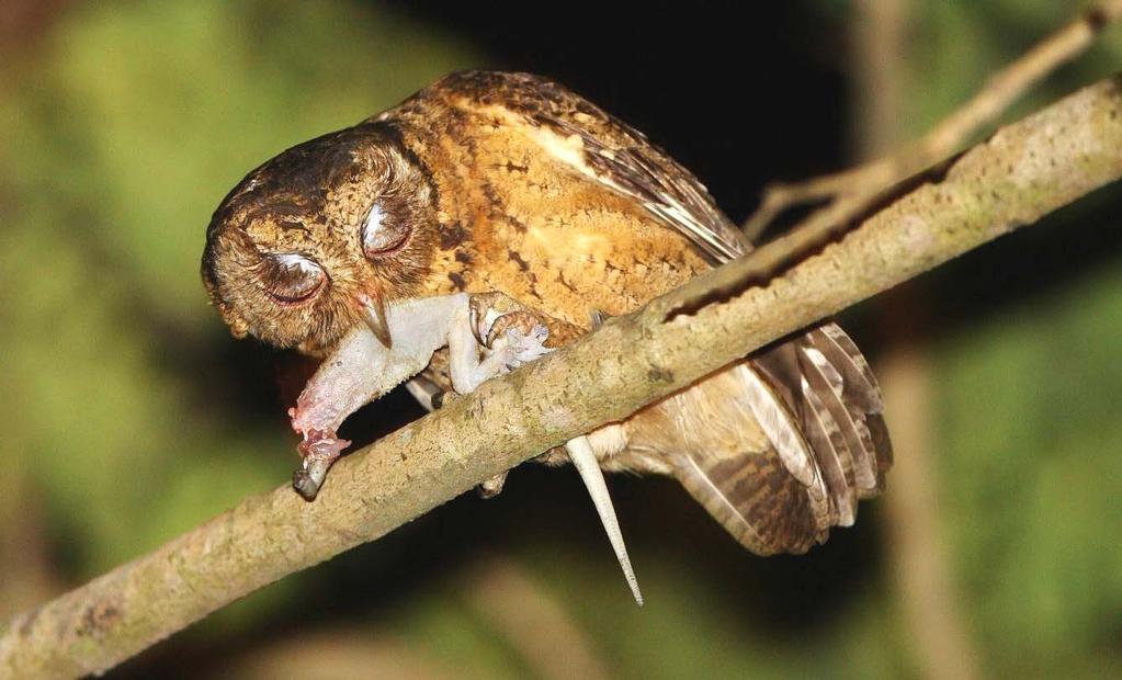 Lok et al.: The Biology of the Sunda Scops-Owl in Singapore Fig. 3. An adult with a gecko kill. (Photograph by: Lee Tiah Kee).