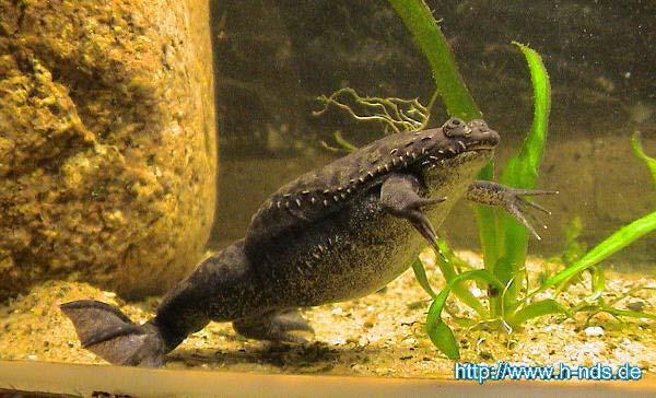 Clawed Frog