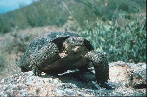 Locations of captive and translocated tortoises NV UT Desert? St. George ~940-983 997-004? Barstow Las Vegas Represents >,000 documented releases!