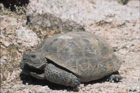 Colorado Desert CA The genetic 0 00 affects km of MX translocated N tortoises are observed in our data How well can predict the geographic origins of an