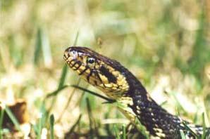 Florida Water Snake Nerodia fasciata
