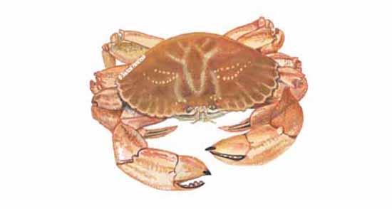 Claw removal and its impacts on survivorship and physiological stress in Jonah crab (Cancer borealis) in New England waters Preliminary data submitted to the Atlantic States Marine Fisheries