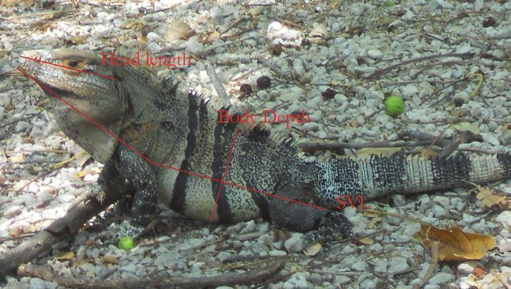 Size-selected Harvesting of a Common Iguana Species (Ctenosaura similis): Possible Impacts on Population Structure, Sexual Dimorphism, and Social Dynamics. Elizabeth C.