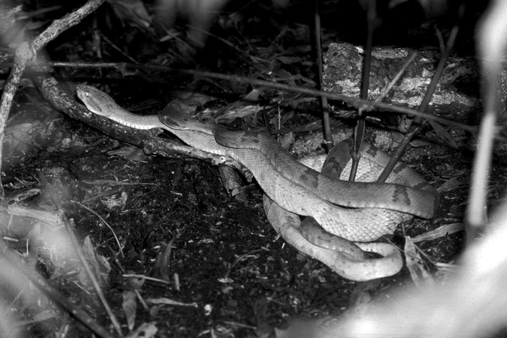 Biology of the Vipers 449 Fig. 1. Courtship interaction between a male and an intersex (= female with hemiclitoris) Bothrops insularis, recorded in situ, in March 2002. Photo by Marcio Martins.