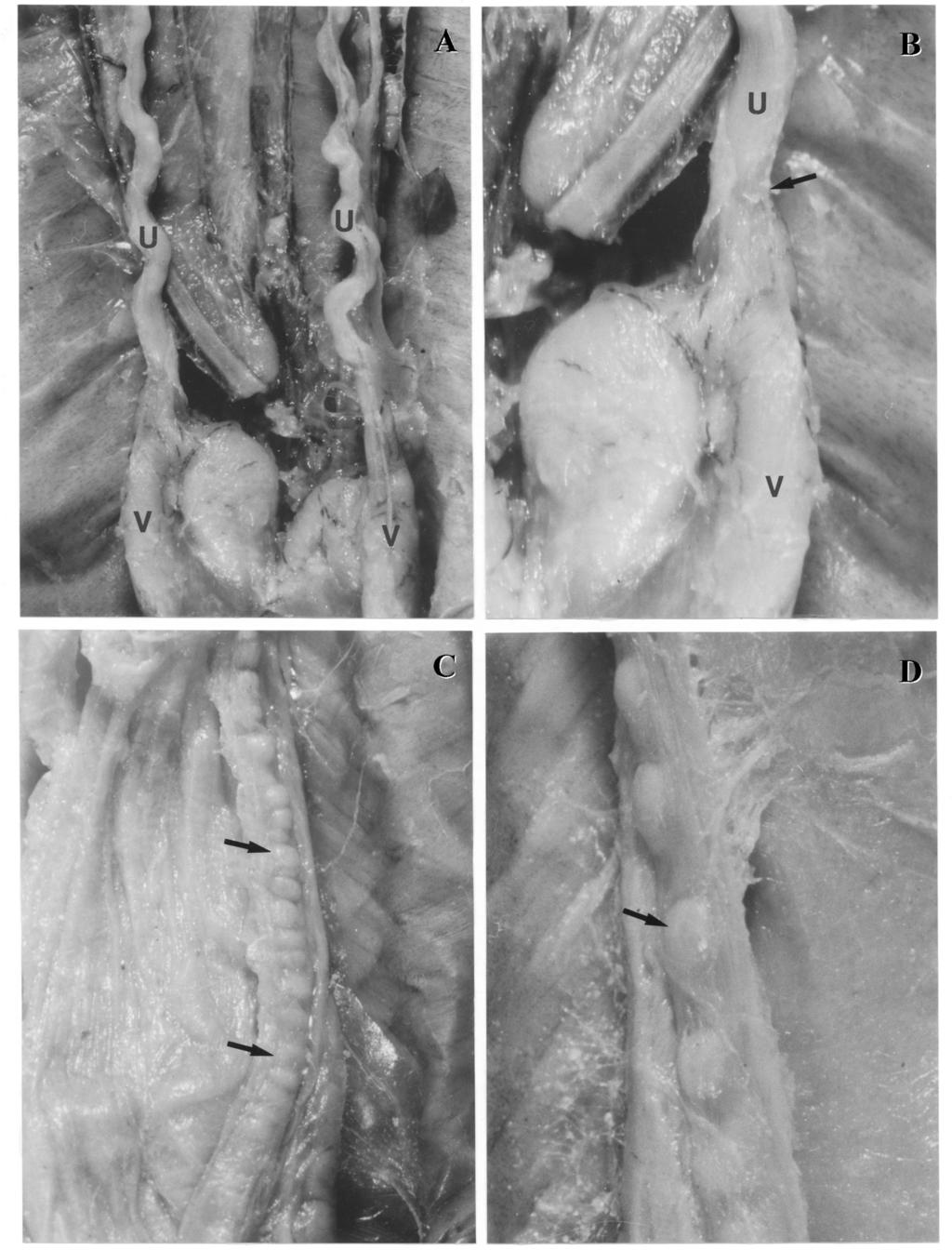 Biology of the Vipers 451 Fig. 2. Uterine muscular twisting (UMT) in Bothrops. (A) B. jararacussu: general view showing the uterus (U) and vagina (V) (x 2.0). (B) B.